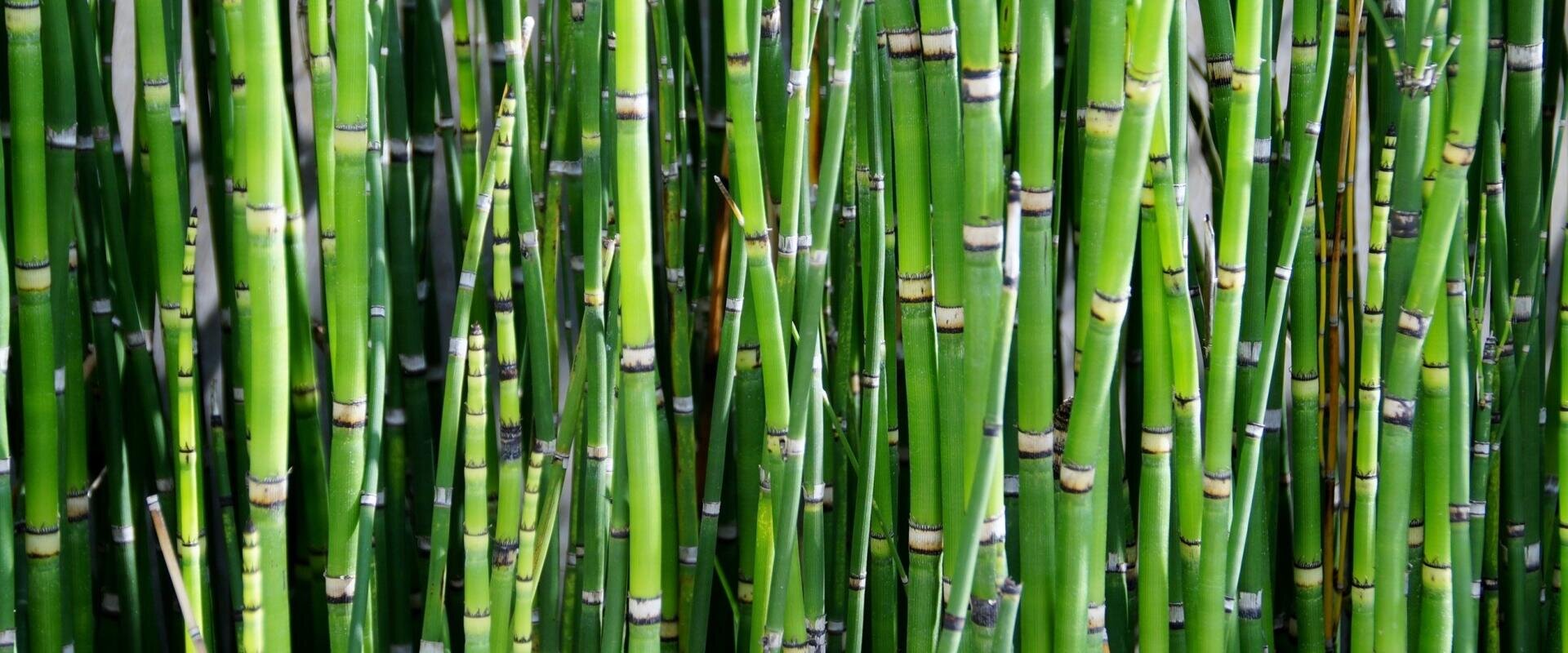 Nahaufnahme von dichten, hohen grünen Bambushalmen mit ausgeprägten horizontalen Streifen und Markierungen, die ein natürliches, vertikales Muster bilden.